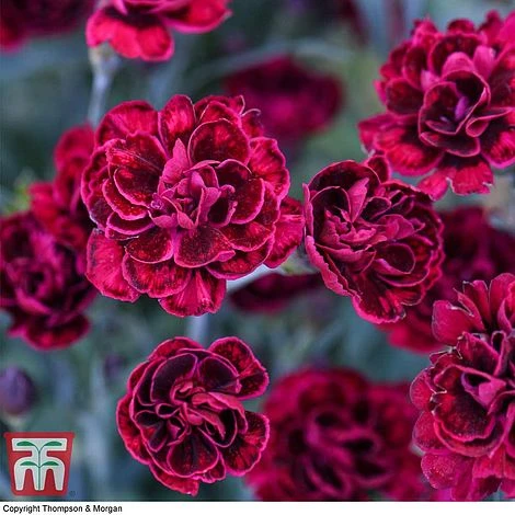 Dianthus 'Odessa Red' - Image 6