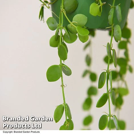 Dischidia Nummularia - Image 2