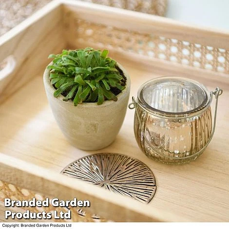 Drosera Aliciae - Image 2