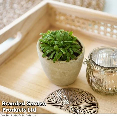 Drosera Aliciae - Image 3