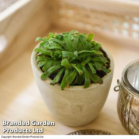 Drosera Aliciae - Image 4