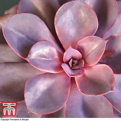 Echeveria 'Purple Pearl' - Shine Like A Pearl - Image 2