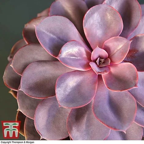 Echeveria 'Purple Pearl' - Shine Like A Pearl - Image 3