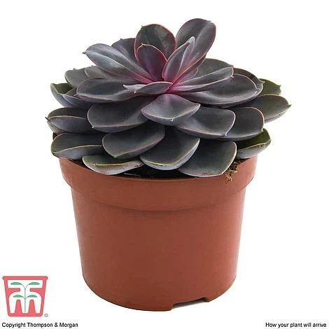 Echeveria 'Purple Pearl' - Shine Like A Pearl - Image 4
