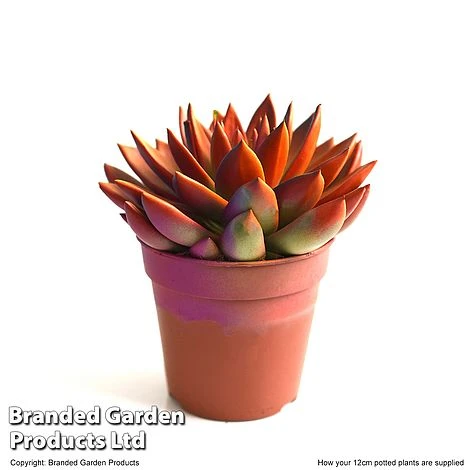 Echeveria 'Miranda Chameleon' - Image 7
