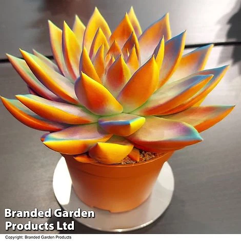 Echeveria 'Miranda Chameleon' - Image 5