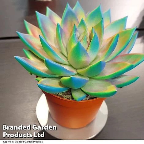 Echeveria 'Miranda Chameleon' - Image 4