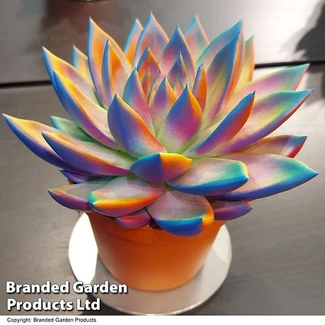 Echeveria 'Miranda Chameleon' - Image 8