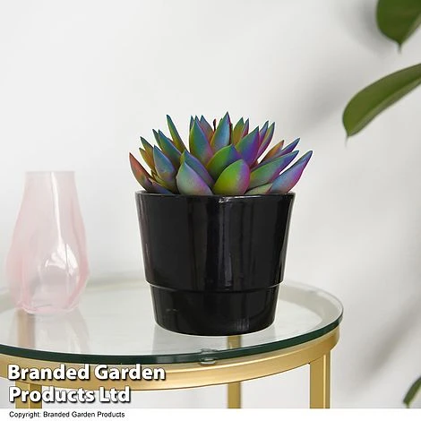 Echeveria 'Miranda Chameleon' - Image 2