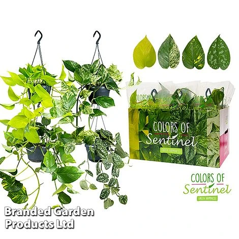 Epipremnum Mixed - Image 7