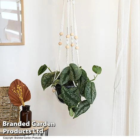 Epipremnum Mixed - Image 3