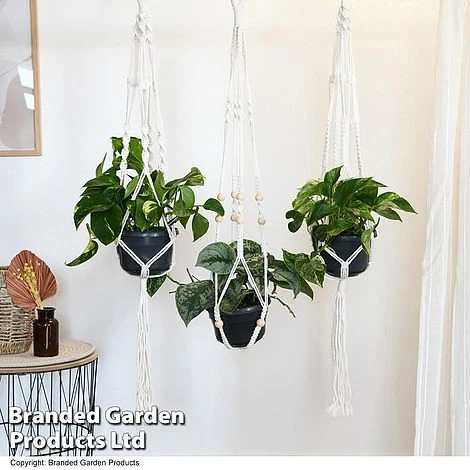 Epipremnum Mixed - Image 4