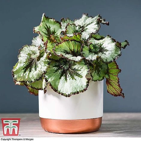 Begonia Rex Trio - Gift - Image 6