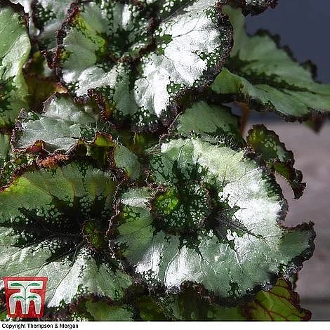 Begonia Rex Trio - Gift - Image 7