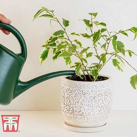 Ficus Benjamina - Image 4