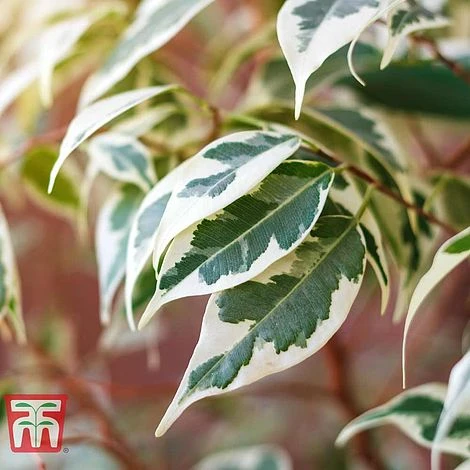 Ficus Benjamina - Image 2