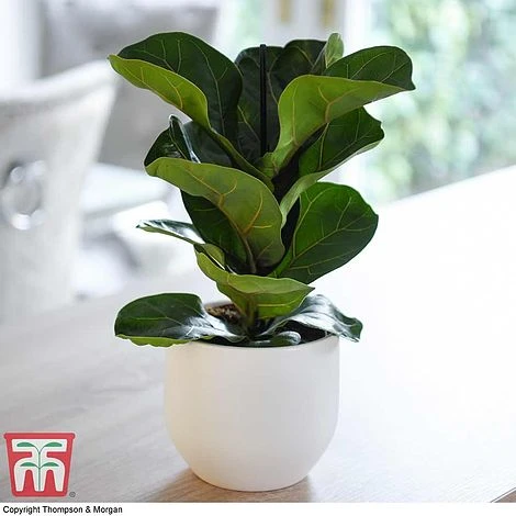 Easy Care Houseplant Collection - Image 5