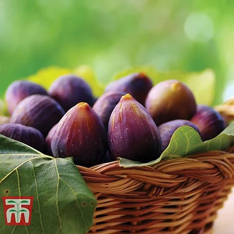 Fig 'Violette De Bordeaux'