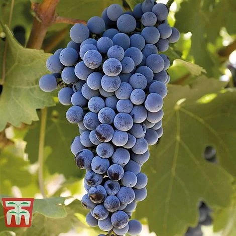 Grape 'Cabernet Sauvignon' - Image 2