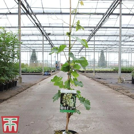 Grape 'Muscat Of Alexandria' - Image 3