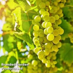 Grape (Vitis) 'Bacchus'