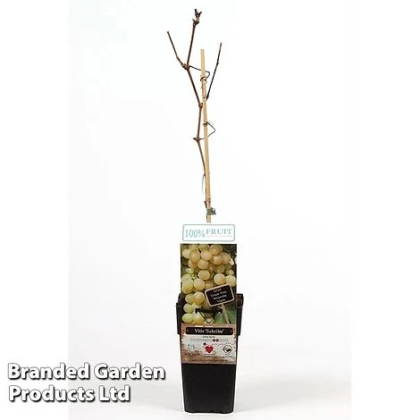 Grape 'Sukribe'