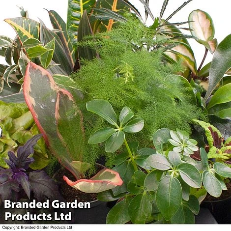 Green Houseplant Starter Mix - Image 8