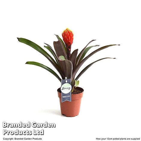 Guzmania 'Tala' - Image 7