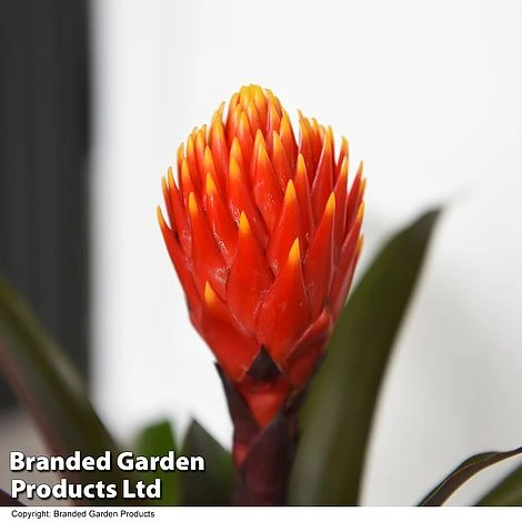 Guzmania 'Tala' - Image 2