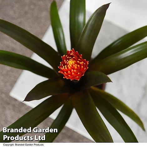 Guzmania 'Tala' - Image 3