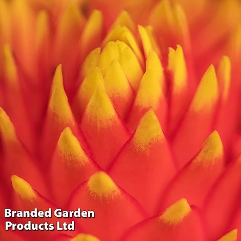 Guzmania 'Tala' - Image 5