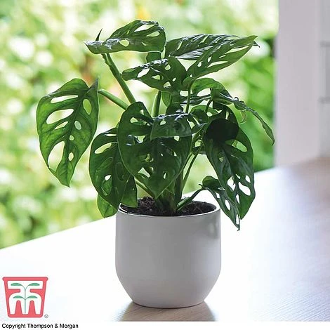 Hanging Houseplant Collection - Image 2