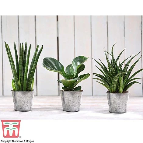 Easy Care Houseplant Collection