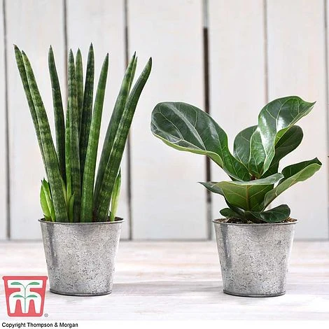 Easy Care Houseplant Collection - Image 2