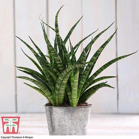 Easy Care Houseplant Collection - Image 3