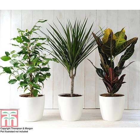 T&M's Choice House Plant Mix - Image 5
