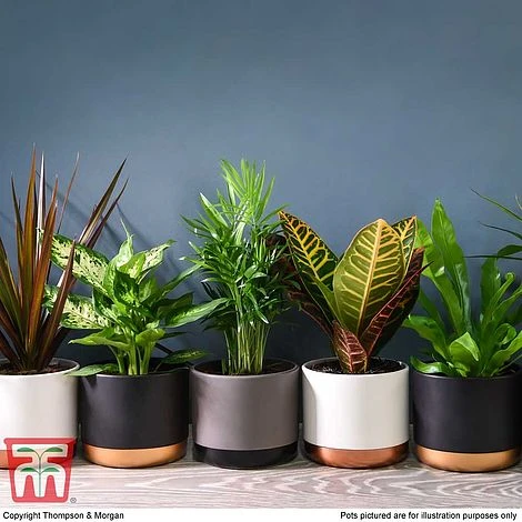 T&M's Choice House Plant Mix - Image 4