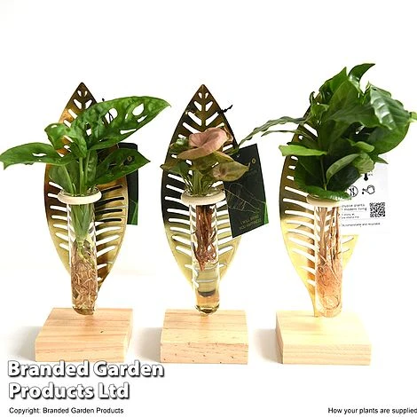 Hydroponic Collection On Display Stand