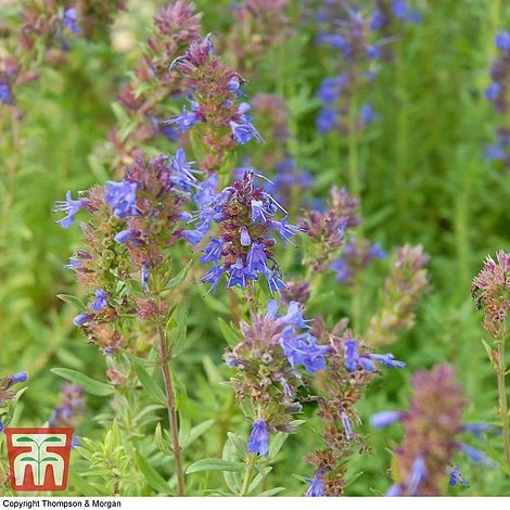 Hyssopus Officinalis - Image 3
