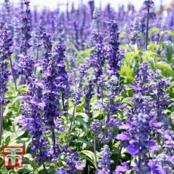 Hyssopus Officinalis