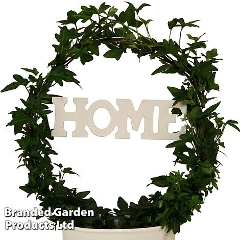 Hedera Home Hoop - Image 2