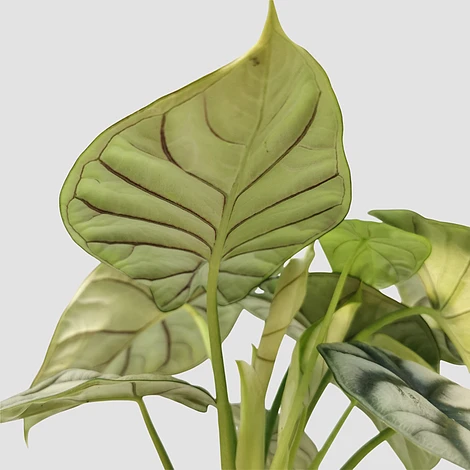 Alocasia Silver Dragon - Image 3