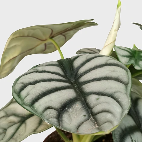Alocasia Silver Dragon - Image 2