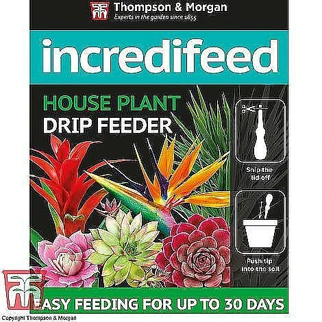 Senecio 'String Of Teardrops' - Image 7