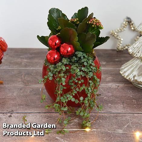Kalanchoe Christmas Bauble - Gift - Image 3