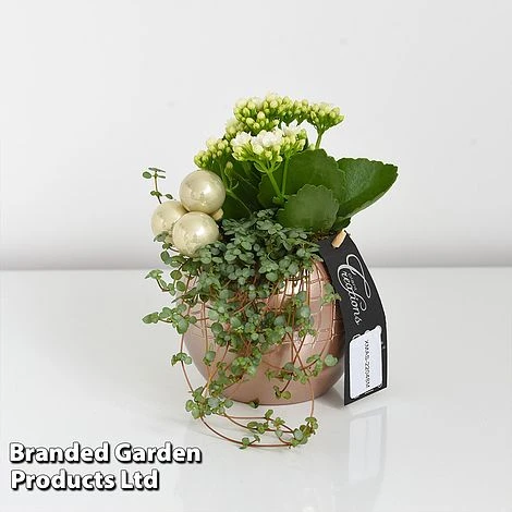 Kalanchoe Christmas Bauble - Gift - Image 4