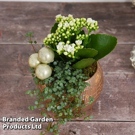 Kalanchoe Christmas Bauble - Gift - Image 5