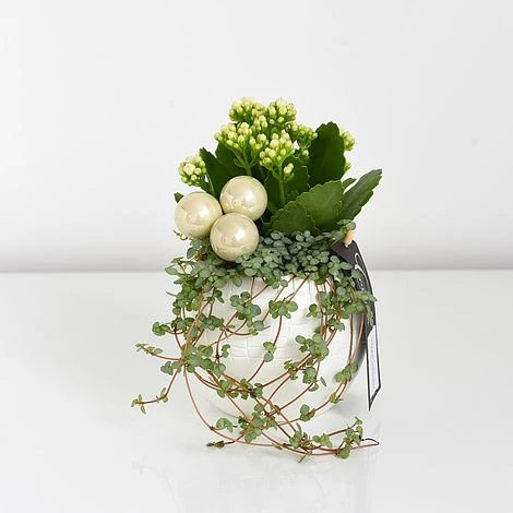 Kalanchoe Christmas Bauble - Gift - Image 6