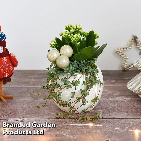 Kalanchoe Christmas Bauble - Gift - Image 7