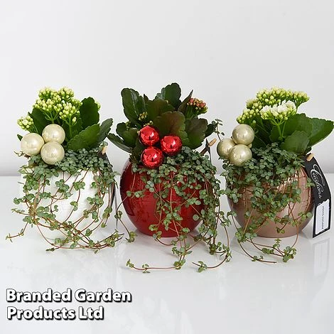 Kalanchoe Christmas Bauble - Gift - Image 8